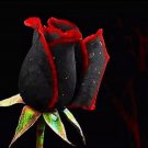 20 SEEDS for Black/Red RARE Hybrid tea Rose flower bush exotic plant