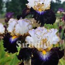20 SEEDS for Black/White IRIS rare flower exotic bloom garden plant 20 SEEDS for Black/White IRIS rare flower exotic bloom garden plant