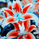 20 SEEDS for White/Citrus LILY RARE flower Bloom exotic garden plant 20 SEEDS for White/Citrus LILY RARE flower Bloom exotic garden plant