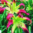20 SEEDS for Green/Maroon LILY RARE flower Bloom exotic garden plant 20 SEEDS for Green/Maroon LILY RARE flower Bloom exotic garden plant