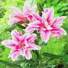 20 SEEDS for Light Pink LILY RARE flower exotic home garden plant 20 SEEDS for Light Pink LILY RARE flower exotic home garden plant