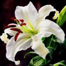 20 SEEDS for White LILY RARE flower exotic bush home garden plant 20 SEEDS for White LILY RARE flower exotic bush home garden plant
