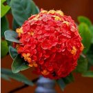 20 SEEDS for Red Orange HYDRANGEA RARE flower exotic bush plant 20 SEEDS for Red Orange HYDRANGEA RARE flower exotic bush plant