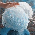 20 SEEDS for Light Blue HYDRANGEA RARE flower exotic bush plant