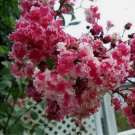 20 SEEDS for Red & White CRAPE MYRTLE rare flower exotic tree plant 20 SEEDS for Red & White CRAPE MYRTLE rare flower exotic tree plant