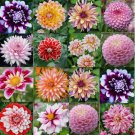 20 SEEDS for MIXED COLORS DAHLIA pink red purple rare flower plant