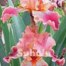 20 SEEDS for Dark Pink IRIS rare flower exotic bloom garden plant 20 SEEDS for Dark Pink IRIS rare flower exotic bloom garden plant