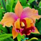 20 SEEDS for Tangerine Orange LILY RARE flower exotic garden plant 20 SEEDS for Tangerine Orange LILY RARE flower exotic garden plant