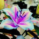 20 SEEDS for Blue/violet LILY RARE flower exotic home garden plant 20 SEEDS for Blue/violet LILY RARE flower exotic home garden plant