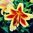 20 SEEDS for Yellow/Orange LILY RARE flower Bloom exotic garden plant 20 SEEDS for Yellow/Orange LILY RARE flower Bloom exotic garden plant