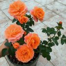 20 SEEDS for Orange RARE Rose hybrid tea flower bud Bush exotic plant 20 SEEDS for Orange RARE Rose hybrid tea flower bud Bush exotic plant