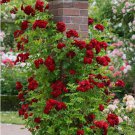 20 SEEDS for Crimson Red RARE CLIMBER climbing Rose bud flower exotic
