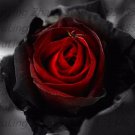 20 SEEDS for Black/Red RARE hybrid Rose flower bud bush exotic plant
