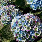 20 SEEDS for Rainbow Colors HYDRANGEA RARE flower exotic bush plant