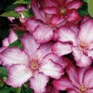 20 SEEDS for Red/White CLEMATIS rare flower exotic vine bush plant