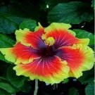 20 SEEDS red yellow HIBISCUS flower exotic bush garden/house plant 20 SEEDS red yellow HIBISCUS flower exotic bush garden/house plant