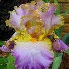 20 SEEDS for Violet/Yellow IRIS rare flower exotic bloom garden plant
