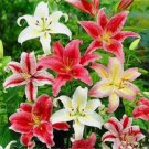 20 SEEDS for Mixed Color LILY RARE flower exotic home garden plant 20 SEEDS for Mixed Color LILY RARE flower exotic home garden plant
