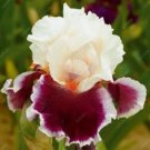 20 SEEDS for White/Maroon IRIS rare flower exotic bloom garden plant 20 SEEDS for White/Maroon IRIS rare flower exotic bloom garden plant