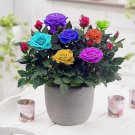 20 SEEDS for Small Mix Mini Flora RARE Rose flower Bush exotic plant 20 SEEDS for Small Mix Mini Flora RARE Rose flower Bush exotic plant