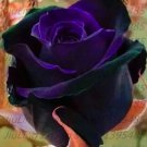 20 SEEDS for Black/Purple RARE blend Rose flower bush exotic plant 20 SEEDS for Black/Purple RARE blend Rose flower bush exotic plant