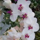 20 SEEDS for White/pink ORCHID rare flower garden exotic house plant 20 SEEDS for White/pink ORCHID rare flower garden exotic house plant