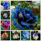 20 MIXED SEEDS for RARE Rose tea blue violet flower Bush exotic plant