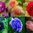 20 SEEDS for MIXED COLOR PEONIES rare blossom exotic bloom plant 20 SEEDS for MIXED COLOR PEONIES rare blossom exotic bloom plant
