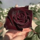 20 SEEDS for Maroon RARE Rose hybrid tea flower bud Bush exotic plant 20 SEEDS for Maroon RARE Rose hybrid tea flower bud Bush exotic plant