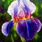 20 SEEDS for Purple/Multi IRIS rare flower exotic bloom garden plant