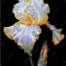 20 SEEDS for Silver/Yellow IRIS rare flower exotic bloom garden plant