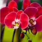 20 SEEDS for Red ORCHID rare flower bloom garden exotic house plant 20 SEEDS for Red ORCHID rare flower bloom garden exotic house plant