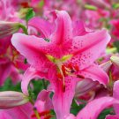 20 SEEDS for Fuchsia Pink LILY RARE flower exotic bush home plant