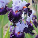 20 SEEDS for Blue/Purple IRIS rare flower exotic bloom garden plant 20 SEEDS for Blue/Purple IRIS rare flower exotic bloom garden plant