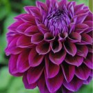 20 SEEDS for Purple DAHLIA rare flower exotic bloom garden plant bush