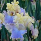20 SEEDS for Blue/Yellow IRIS rare flower exotic bloom garden plant