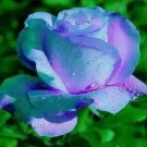 20 SEEDS for Light Blue/Violet RARE Rose tea flower Bush exotic plant 20 SEEDS for Light Blue/Violet RARE Rose tea flower Bush exotic plant