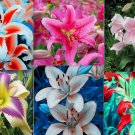 20 SEEDS for MIXED COLORS LILY RARE flower Bloom exotic garden plant 20 SEEDS for MIXED COLORS LILY RARE flower Bloom exotic garden plant