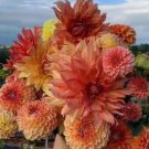 20 SEEDS for Orange Yellow Red DAHLIA rare flower exotic garden plant 20 SEEDS for Orange Yellow Red DAHLIA rare flower exotic garden plant