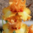 20 SEEDS for Yellow/Orange IRIS rare flower exotic bloom garden plant