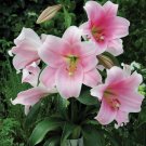 20 SEEDS for Light Pink LILY RARE flower Bloom exotic garden plant 20 SEEDS for Light Pink LILY RARE flower Bloom exotic garden plant
