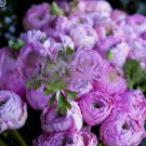 20 SEEDS for Violet Purple PEONIES rare flowering exotic plant bush