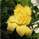 20 SEEDS sun yellow GARDENIA fragrant rare flower exotic garden plant 20 SEEDS sun yellow GARDENIA fragrant rare flower exotic garden plant