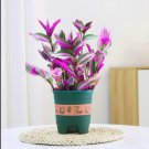 20 seeds Oil painting wedding spider plant 20 seeds Oil painting wedding spider plant