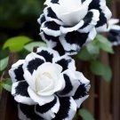 50 seeds Rare White Heart Twin Rose 'Black & White'