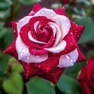 Twin Rose 'Kuila' 20 Seeds Twin Rose 'Kuila' 20 Seeds
