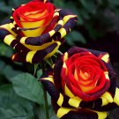 Ice Fire Bird' Rose 50 Seeds