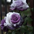 Rare Tricolor Rose 'Watercolor' 50 seeds