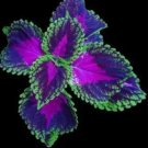 Garden Renewa Coleus blumei - blue purple 50 seeds