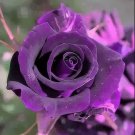 Rare Exotic Dark Purple Rose 50 seeds Rare Exotic Dark Purple Rose 50 seeds